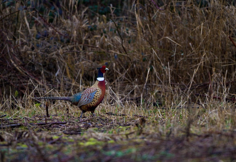 Ring-Necked Pheasant